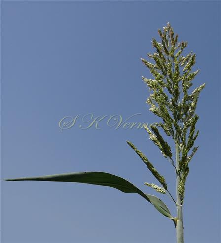  Leaf and Panicle